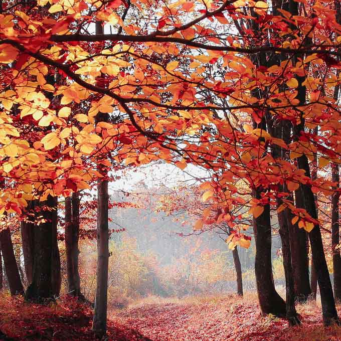 下一个金矿在这里 生物质能产业经营渐成规...